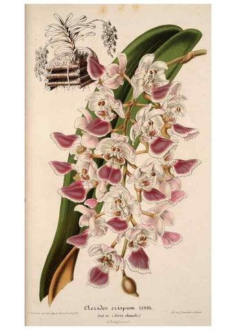 Reproducción/Reproduction 49684434021: L'Illustration horticole :. Gand, Belgium :Imprimerie et lithographie de F. et E. Gyselnyck,1854-1896.. 