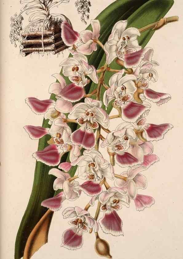 Reproducción/Reproduction 49684434021: L'Illustration horticole :. Gand, Belgium :Imprimerie et lithographie de F. et E. Gyselnyck,1854-1896.. 