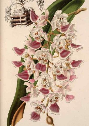 Reproducción/Reproduction 49684434021: L'Illustration horticole :. Gand, Belgium :Imprimerie et lithographie de F. et E. Gyselnyck,1854-1896.. 