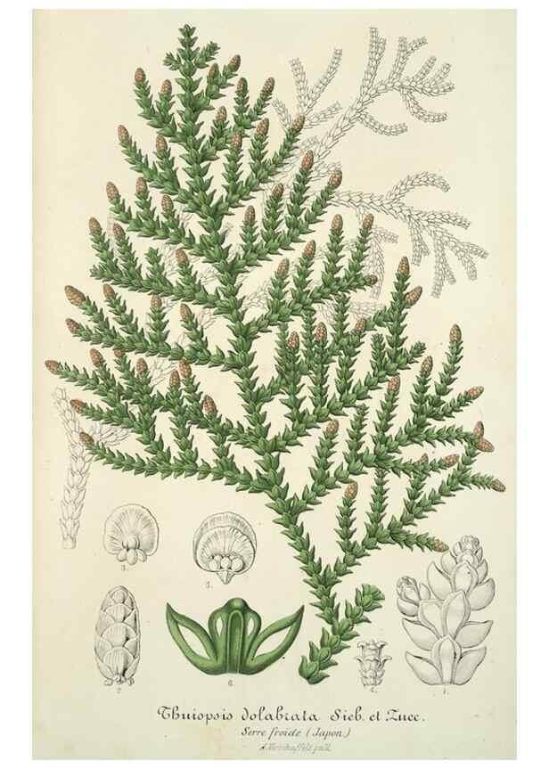 Reproducción/Reproduction 49684434346: L'Illustration horticole :. Gand, Belgium :Imprimerie et lithographie de F. et E. Gyselnyck,1854-1896.. 
