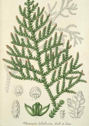 Reproducción/Reproduction 49684434346: L'Illustration horticole :. Gand, Belgium :Imprimerie et lithographie de F. et E. Gyselnyck,1854-1896.. 