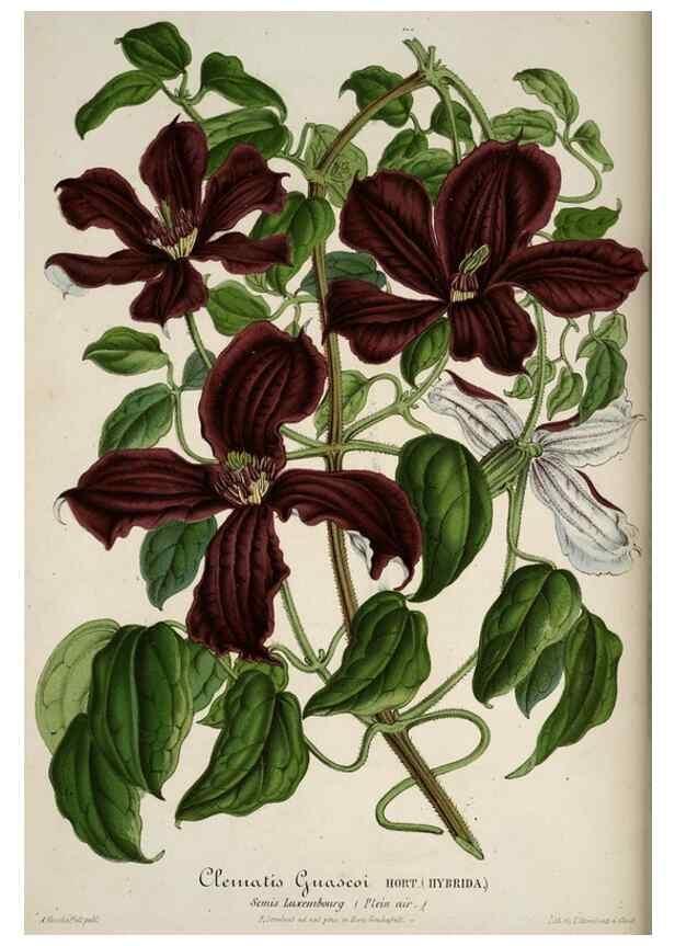 Reproducción/Reproduction 49683895858: L'Illustration horticole :. Gand, Belgium :Imprimerie et lithographie de F. et E. Gyselnyck,1854-1896.. 