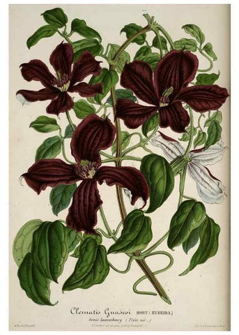 Reproducción/Reproduction 49683895858: L'Illustration horticole :. Gand, Belgium :Imprimerie et lithographie de F. et E. Gyselnyck,1854-1896.. 