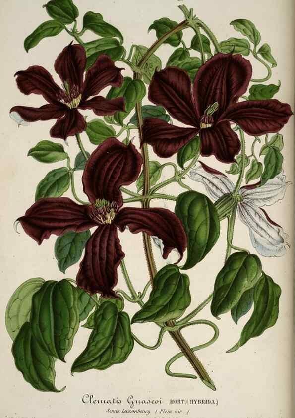 Reproducción/Reproduction 49683895858: L'Illustration horticole :. Gand, Belgium :Imprimerie et lithographie de F. et E. Gyselnyck,1854-1896.. 