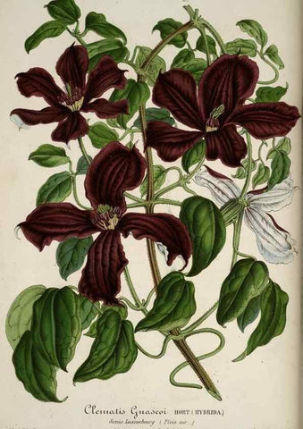 Reproducción/Reproduction 49683895858: L'Illustration horticole :. Gand, Belgium :Imprimerie et lithographie de F. et E. Gyselnyck,1854-1896.. 