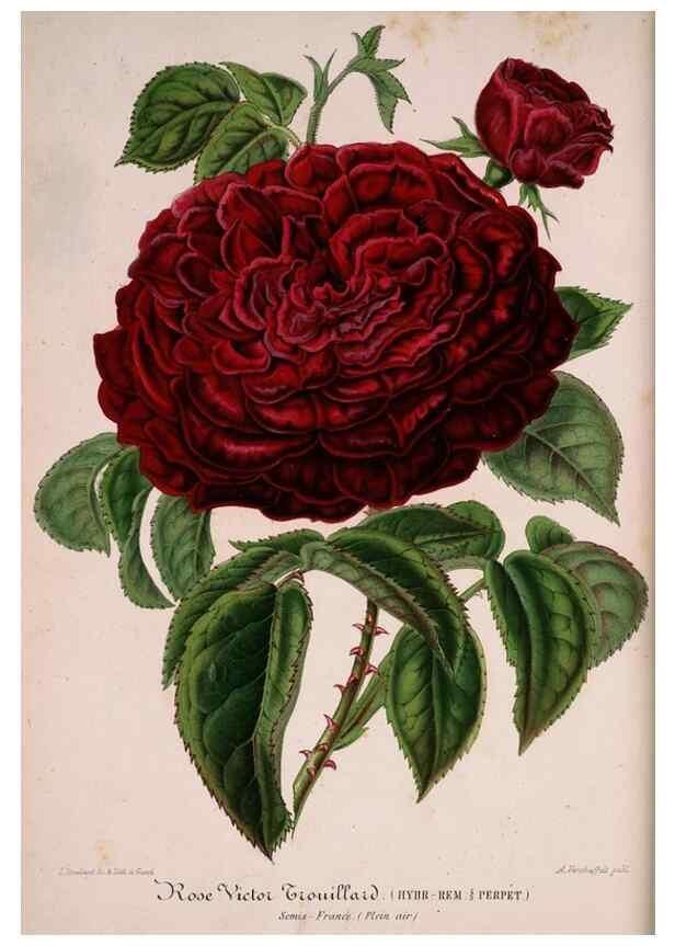 Reproducción/Reproduction 49684631507: L'Illustration horticole :. Gand, Belgium :Imprimerie et lithographie de F. et E. Gyselnyck,1854-1896.. 