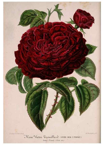 Reproducción/Reproduction 49684631507: L'Illustration horticole :. Gand, Belgium :Imprimerie et lithographie de F. et E. Gyselnyck,1854-1896.. 