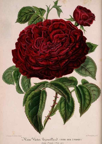 Reproducción/Reproduction 49684631507: L'Illustration horticole :. Gand, Belgium :Imprimerie et lithographie de F. et E. Gyselnyck,1854-1896.. 