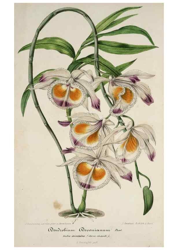 Reproducción/Reproduction 49683902963: L'Illustration horticole :. Gand, Belgium :Imprimerie et lithographie de F. et E. Gyselnyck,1854-1896.. 
