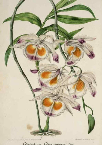 Reproducción/Reproduction 49683902963: L'Illustration horticole :. Gand, Belgium :Imprimerie et lithographie de F. et E. Gyselnyck,1854-1896.. 