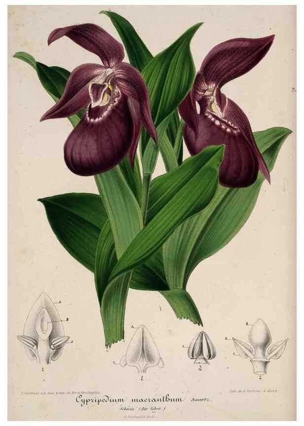 Reproducción/Reproduction 49683903468: L'Illustration horticole :. Gand, Belgium :Imprimerie et lithographie de F. et E. Gyselnyck,1854-1896.. 
