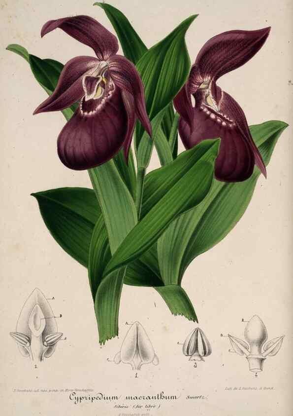 Reproducción/Reproduction 49683903468: L'Illustration horticole :. Gand, Belgium :Imprimerie et lithographie de F. et E. Gyselnyck,1854-1896.. 