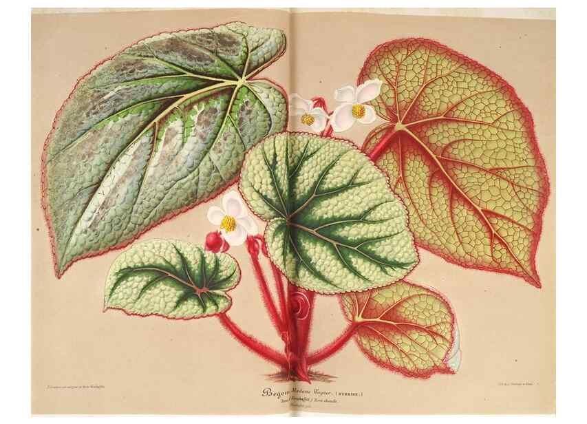 Reproducción/Reproduction 49686485147: L'Illustration horticole :. Gand, Belgium :Imprimerie et lithographie de F. et E. Gyselnyck,1854-1896.. 