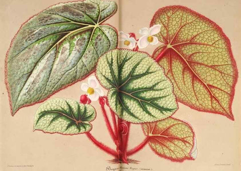 Reproducción/Reproduction 49686485147: L'Illustration horticole :. Gand, Belgium :Imprimerie et lithographie de F. et E. Gyselnyck,1854-1896.. 