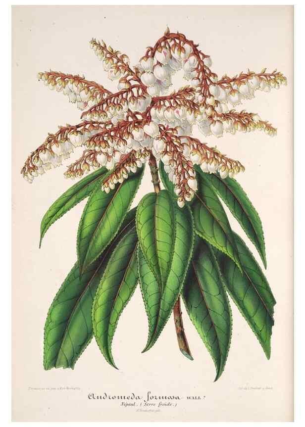 Reproducción/Reproduction 49686485357: L'Illustration horticole :. Gand, Belgium :Imprimerie et lithographie de F. et E. Gyselnyck,1854-1896.. 