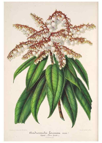 Reproducción/Reproduction 49686485357: L'Illustration horticole :. Gand, Belgium :Imprimerie et lithographie de F. et E. Gyselnyck,1854-1896.. 