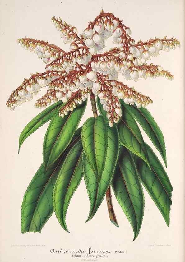 Reproducción/Reproduction 49686485357: L'Illustration horticole :. Gand, Belgium :Imprimerie et lithographie de F. et E. Gyselnyck,1854-1896.. 