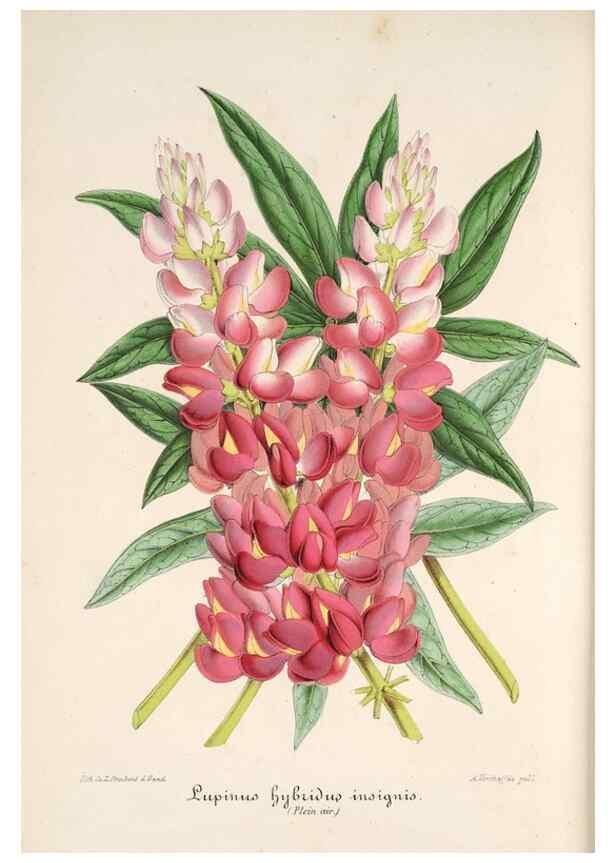Reproducción/Reproduction 49685651913: L'Illustration horticole :. Gand, Belgium :Imprimerie et lithographie de F. et E. Gyselnyck,1854-1896.. 