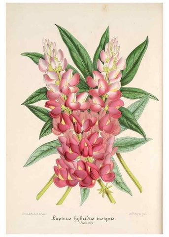 Reproducción/Reproduction 49685651913: L'Illustration horticole :. Gand, Belgium :Imprimerie et lithographie de F. et E. Gyselnyck,1854-1896.. 