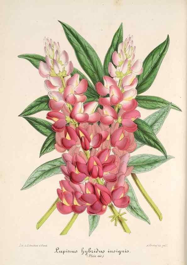 Reproducción/Reproduction 49685651913: L'Illustration horticole :. Gand, Belgium :Imprimerie et lithographie de F. et E. Gyselnyck,1854-1896.. 