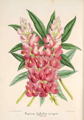 Reproducción/Reproduction 49685651913: L'Illustration horticole :. Gand, Belgium :Imprimerie et lithographie de F. et E. Gyselnyck,1854-1896.. 