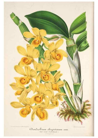 Reproducción/Reproduction 49686485792: L'Illustration horticole :. Gand, Belgium :Imprimerie et lithographie de F. et E. Gyselnyck,1854-1896.. 