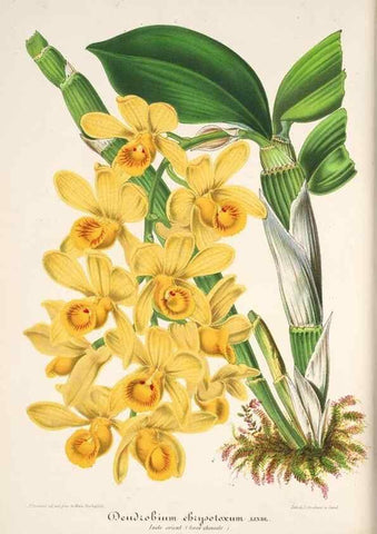 Reproducción/Reproduction 49686485792: L'Illustration horticole :. Gand, Belgium :Imprimerie et lithographie de F. et E. Gyselnyck,1854-1896.. 