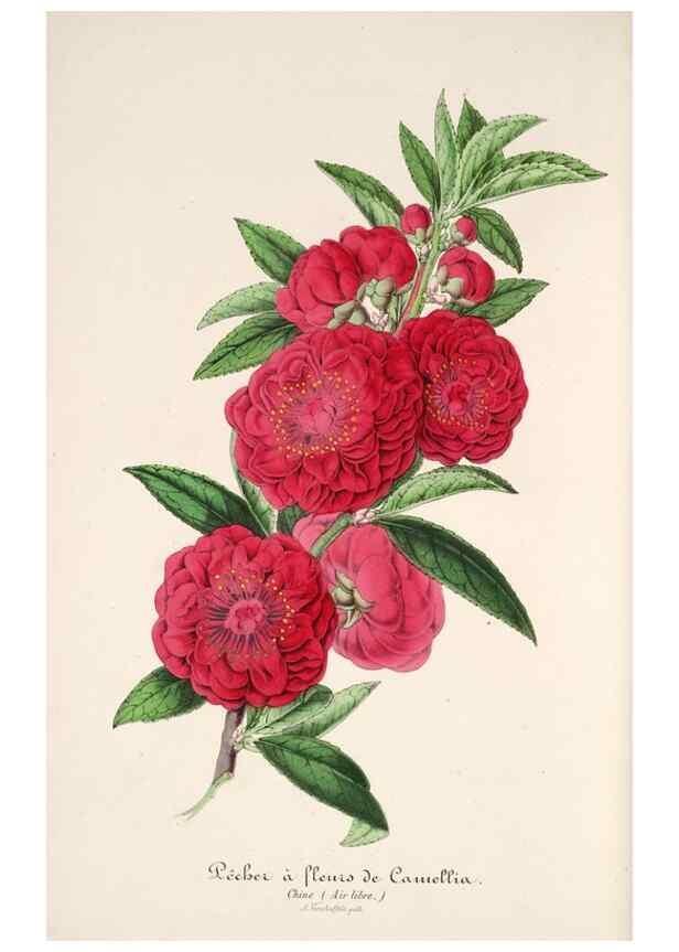 Reproducción/Reproduction 49686486042: L'Illustration horticole :. Gand, Belgium :Imprimerie et lithographie de F. et E. Gyselnyck,1854-1896.. 