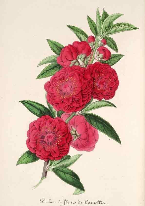 Reproducción/Reproduction 49686486042: L'Illustration horticole :. Gand, Belgium :Imprimerie et lithographie de F. et E. Gyselnyck,1854-1896.. 