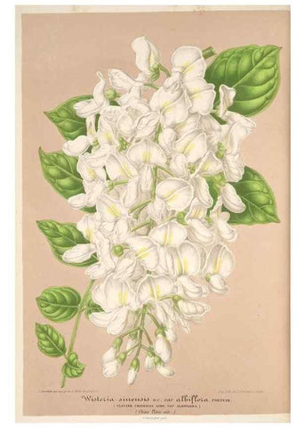 Reproducción/Reproduction 49686486242: L'Illustration horticole :. Gand, Belgium :Imprimerie et lithographie de F. et E. Gyselnyck,1854-1896.. 