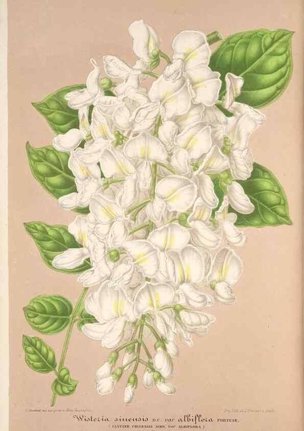 Reproducción/Reproduction 49686486242: L'Illustration horticole :. Gand, Belgium :Imprimerie et lithographie de F. et E. Gyselnyck,1854-1896.. 