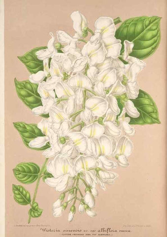 Reproducción/Reproduction 49686486242: L'Illustration horticole :. Gand, Belgium :Imprimerie et lithographie de F. et E. Gyselnyck,1854-1896.. 