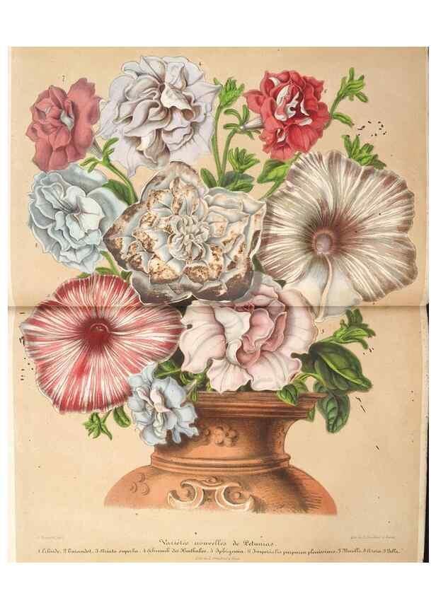 Reproducción/Reproduction 49686184111: L'Illustration horticole :. Gand, Belgium :Imprimerie et lithographie de F. et E. Gyselnyck,1854-1896.. 