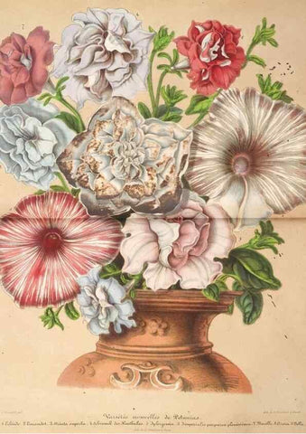 Reproducción/Reproduction 49686184111: L'Illustration horticole :. Gand, Belgium :Imprimerie et lithographie de F. et E. Gyselnyck,1854-1896.. 