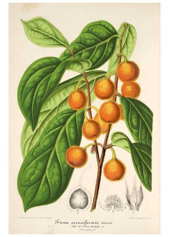 Reproducción/Reproduction 49686486557: L'Illustration horticole :. Gand, Belgium :Imprimerie et lithographie de F. et E. Gyselnyck,1854-1896.. 