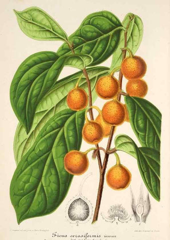 Reproducción/Reproduction 49686486557: L'Illustration horticole :. Gand, Belgium :Imprimerie et lithographie de F. et E. Gyselnyck,1854-1896.. 