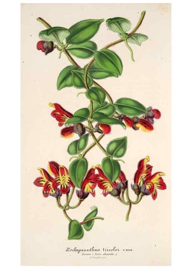 Reproducción/Reproduction 49686184471: L'Illustration horticole :. Gand, Belgium :Imprimerie et lithographie de F. et E. Gyselnyck,1854-1896.. 