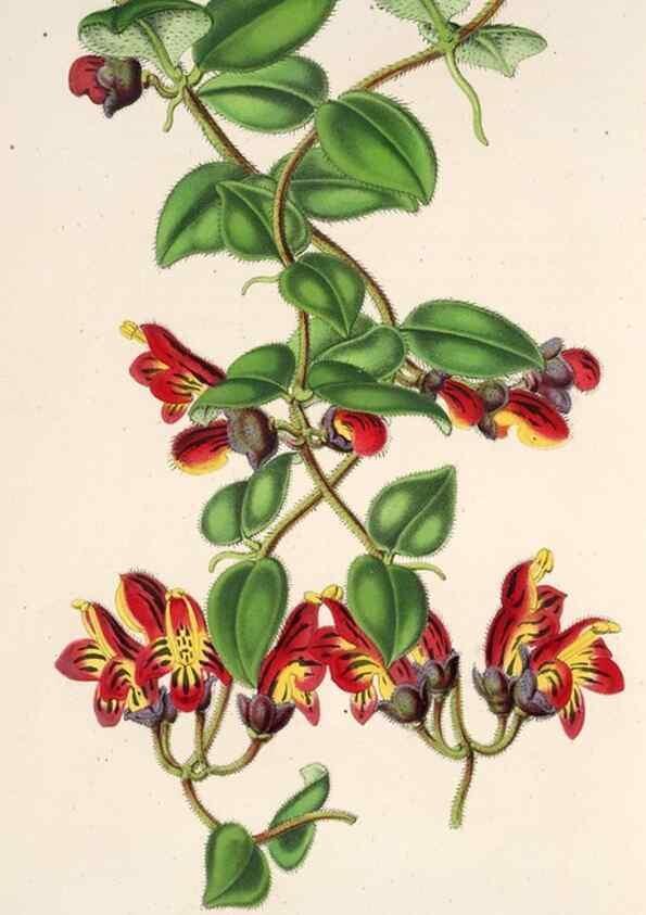 Reproducción/Reproduction 49686184471: L'Illustration horticole :. Gand, Belgium :Imprimerie et lithographie de F. et E. Gyselnyck,1854-1896.. 