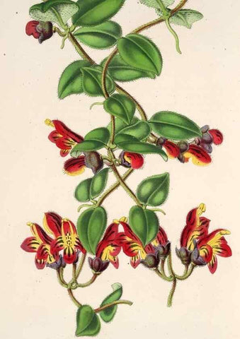 Reproducción/Reproduction 49686184471: L'Illustration horticole :. Gand, Belgium :Imprimerie et lithographie de F. et E. Gyselnyck,1854-1896.. 