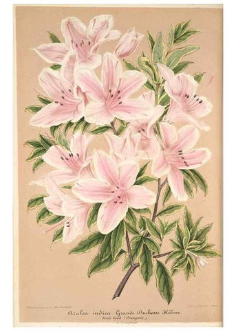 Reproducción/Reproduction 49685653268: L'Illustration horticole :. Gand, Belgium :Imprimerie et lithographie de F. et E. Gyselnyck,1854-1896.. 