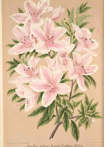 Reproducción/Reproduction 49685653268: L'Illustration horticole :. Gand, Belgium :Imprimerie et lithographie de F. et E. Gyselnyck,1854-1896.. 
