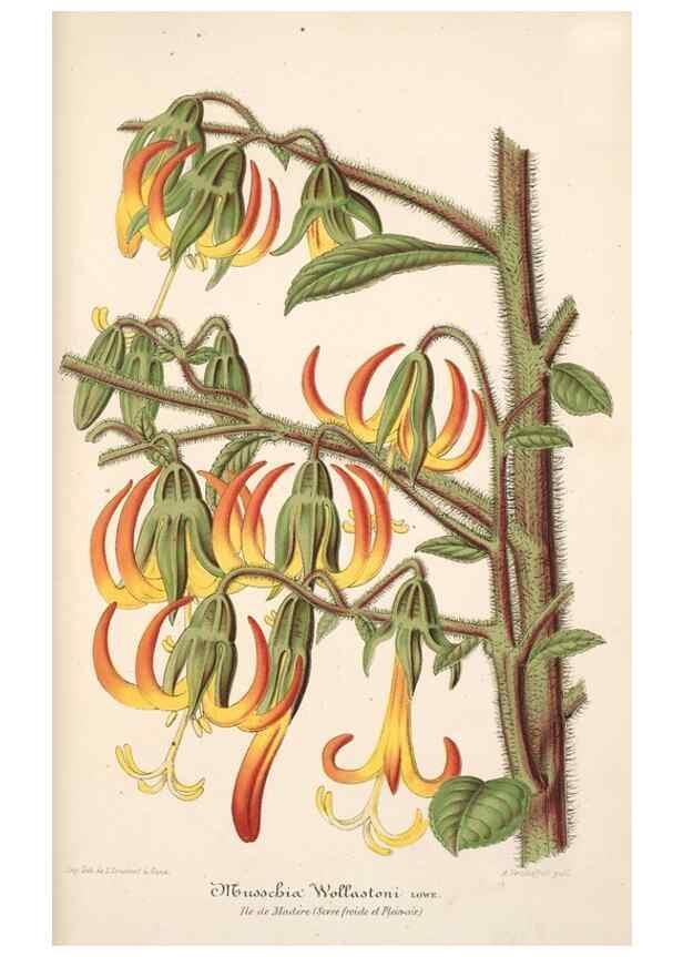 Reproducción/Reproduction 49685653448: L'Illustration horticole :. Gand, Belgium :Imprimerie et lithographie de F. et E. Gyselnyck,1854-1896.. 