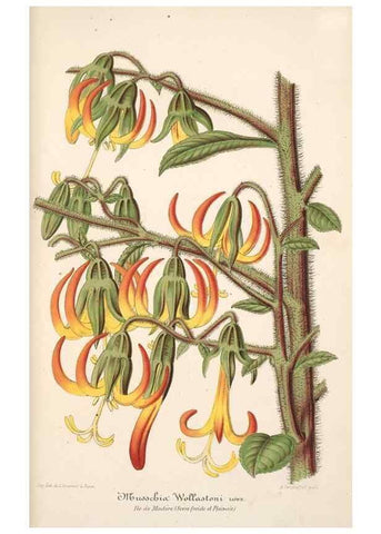 Reproducción/Reproduction 49685653448: L'Illustration horticole :. Gand, Belgium :Imprimerie et lithographie de F. et E. Gyselnyck,1854-1896.. 