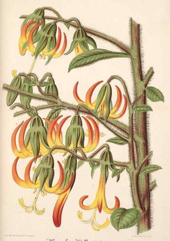 Reproducción/Reproduction 49685653448: L'Illustration horticole :. Gand, Belgium :Imprimerie et lithographie de F. et E. Gyselnyck,1854-1896.. 