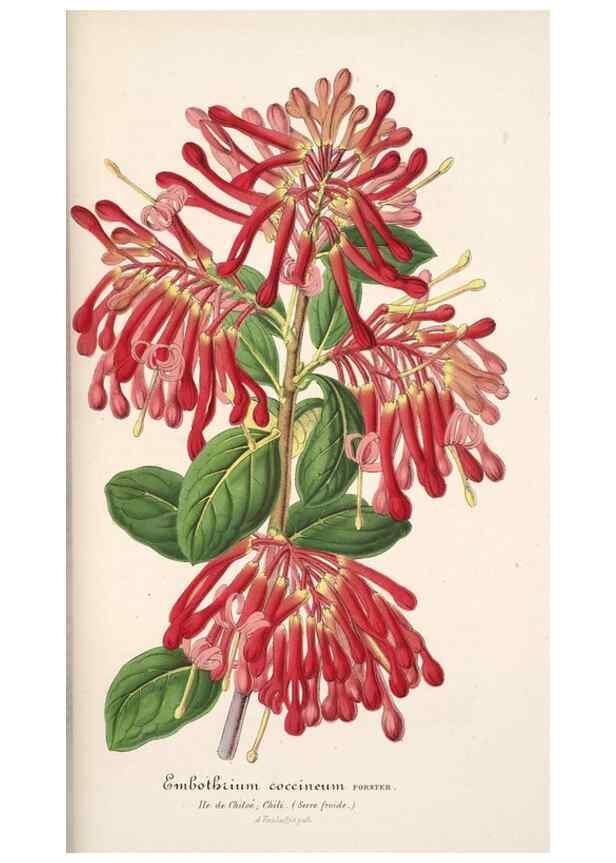 Reproducción/Reproduction 49685653608: L'Illustration horticole :. Gand, Belgium :Imprimerie et lithographie de F. et E. Gyselnyck,1854-1896.. 