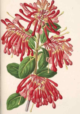 Reproducción/Reproduction 49685653608: L'Illustration horticole :. Gand, Belgium :Imprimerie et lithographie de F. et E. Gyselnyck,1854-1896.. 