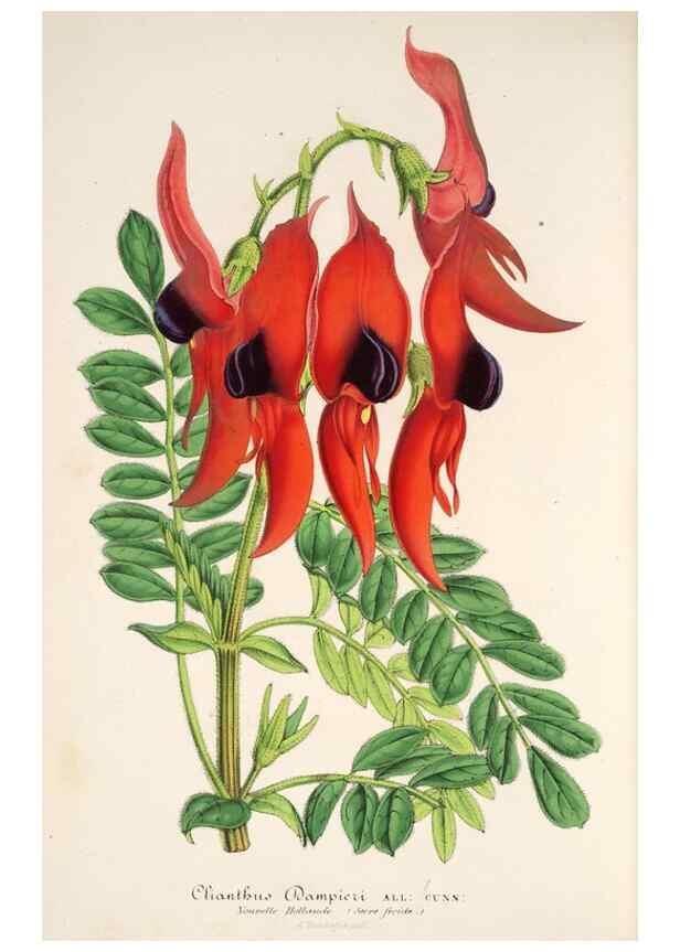 Reproducción/Reproduction 49686487442: L'Illustration horticole :. Gand, Belgium :Imprimerie et lithographie de F. et E. Gyselnyck,1854-1896.. 