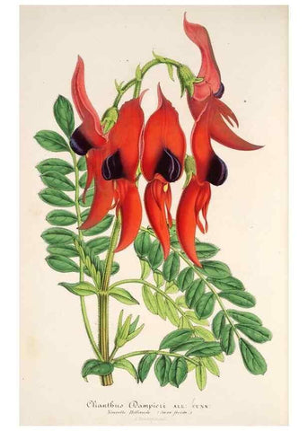 Reproducción/Reproduction 49686487442: L'Illustration horticole :. Gand, Belgium :Imprimerie et lithographie de F. et E. Gyselnyck,1854-1896.. 