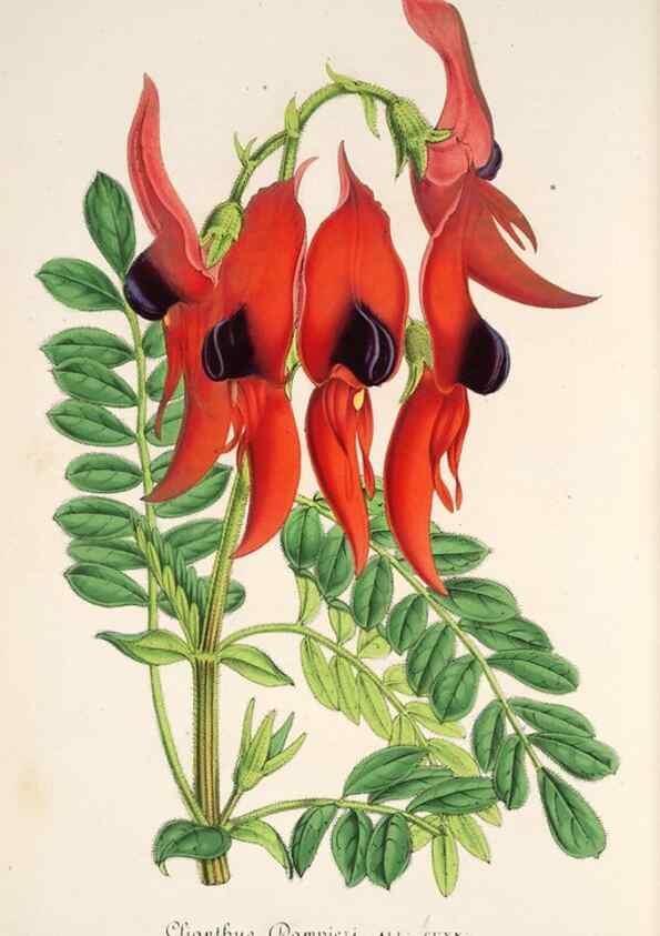 Reproducción/Reproduction 49686487442: L'Illustration horticole :. Gand, Belgium :Imprimerie et lithographie de F. et E. Gyselnyck,1854-1896.. 