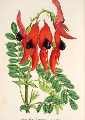 Reproducción/Reproduction 49686487442: L'Illustration horticole :. Gand, Belgium :Imprimerie et lithographie de F. et E. Gyselnyck,1854-1896.. 